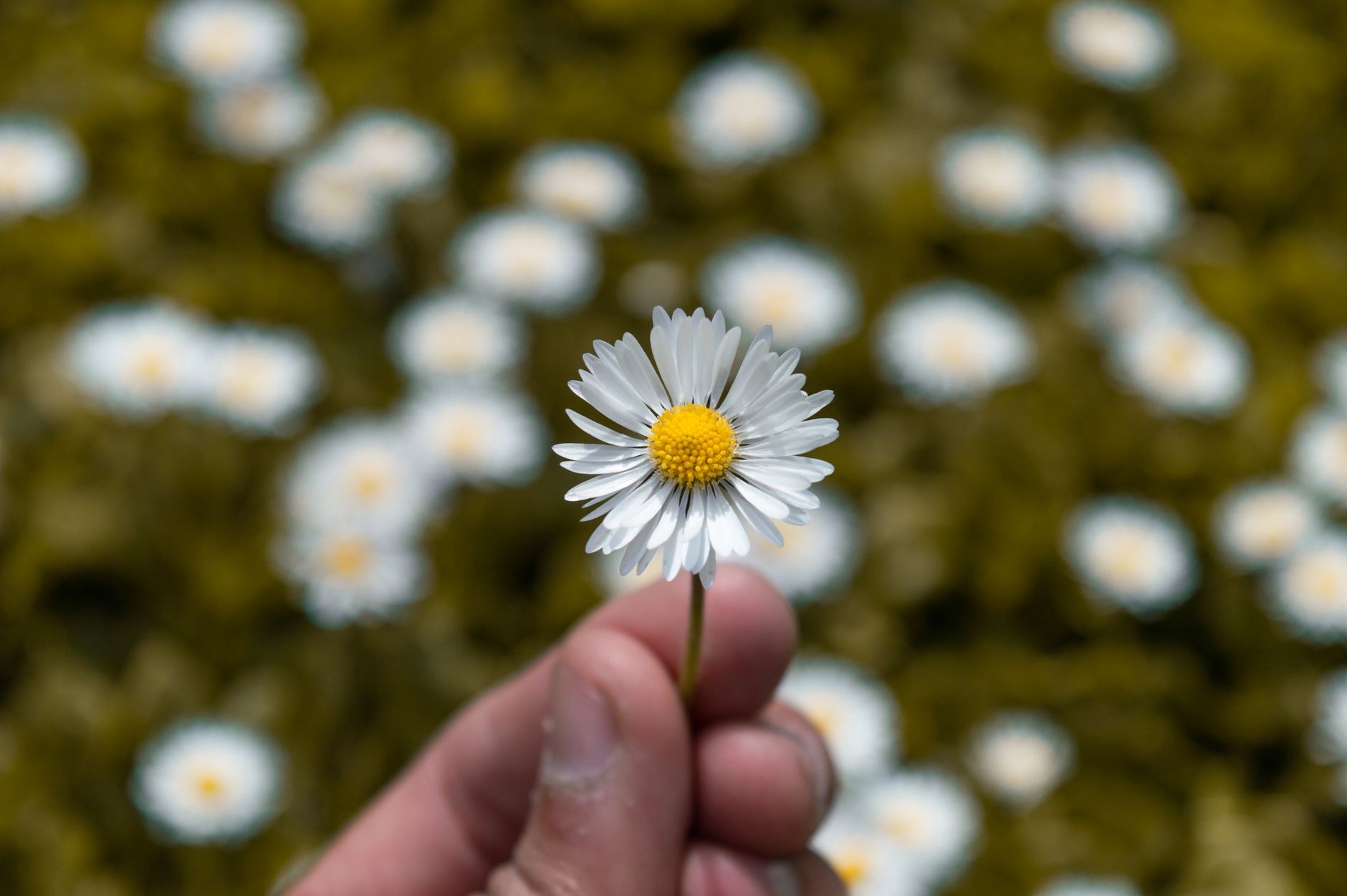 A single white daisy in shallow focus stands above a softly blurred field of daisies.