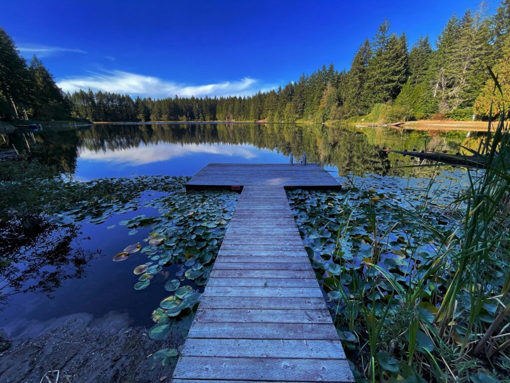 A wooden dock extends into a calm forest lake surrounded by lily pads and evergreen trees under a blue sky.