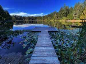 A wooden dock extends into a calm forest lake surrounded by lily pads and evergreen trees under a blue sky.