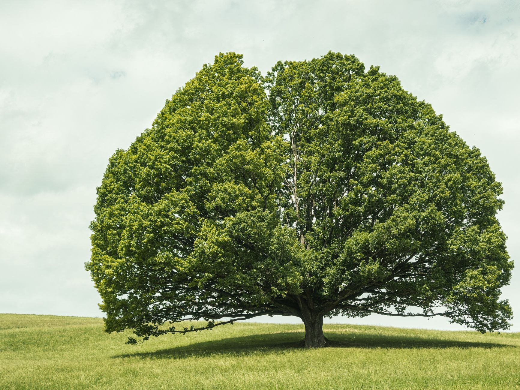 A single full green tree stands alone in a sunlit grassy field under a clear blue sky.